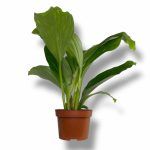 kempferiya pulhra marbl variegata