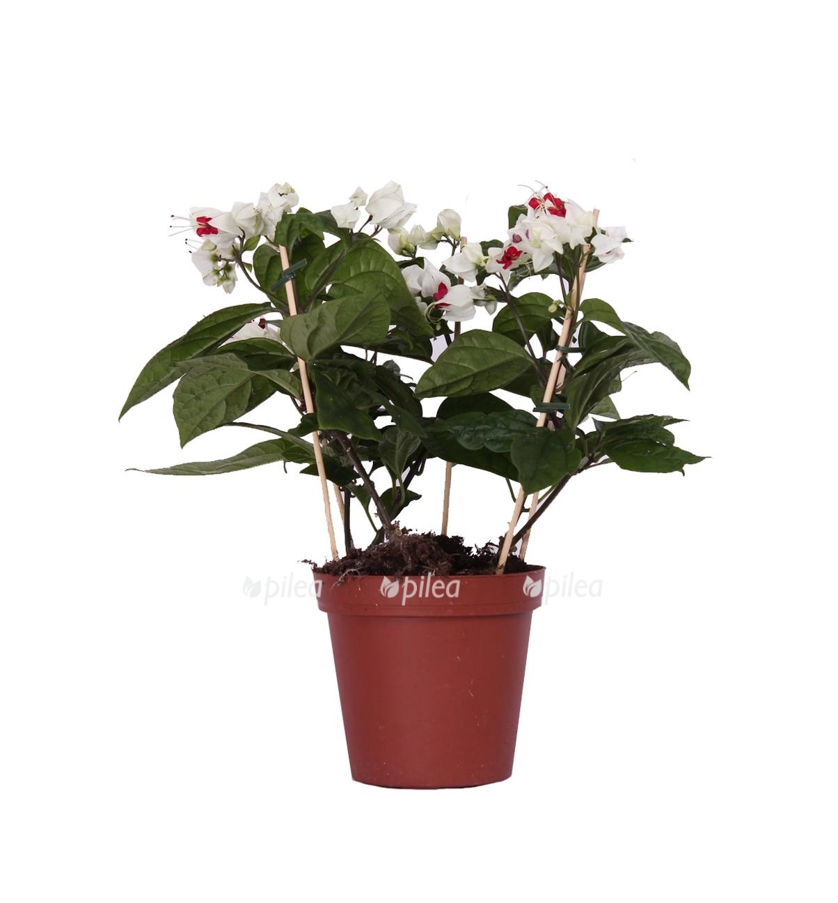 klerodendrum-tomsona-11-28.jpg klerodendrum tomsona 11 28