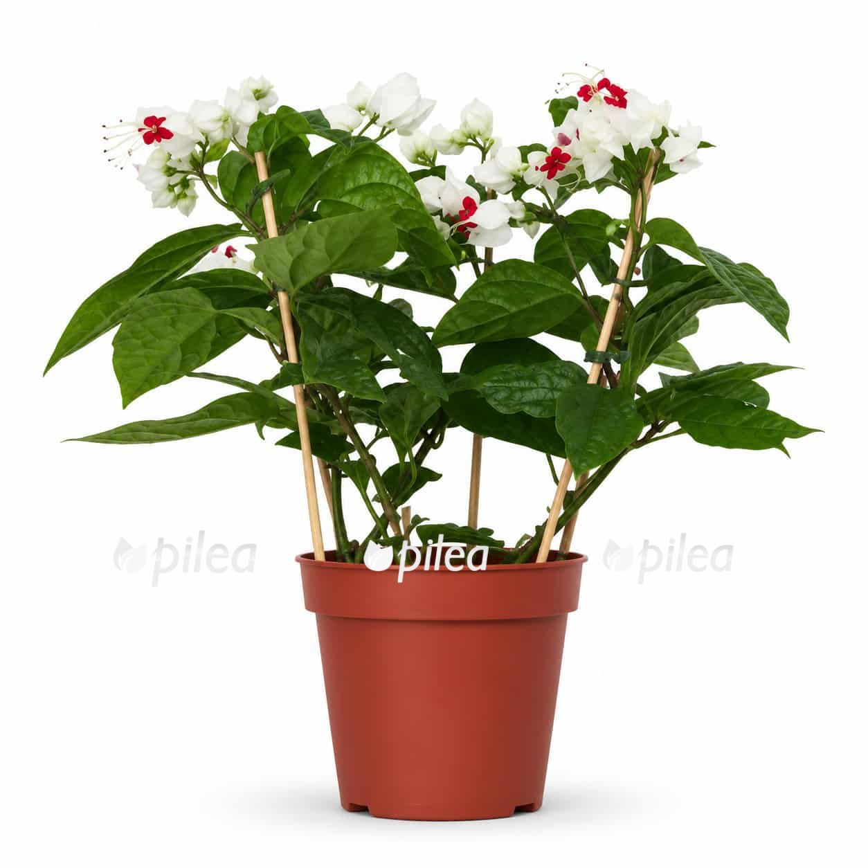 klerodendrum tomsona