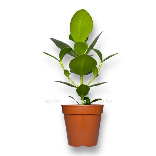 kluziya-rosea-princess-e1729348790238.jpeg kluziya rosea princess e1729348790238