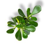 kluziya variegata