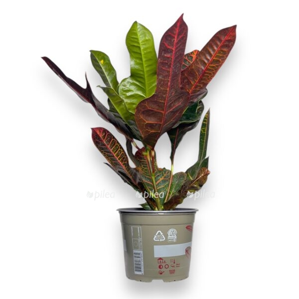 kodieum ekselent e1729178875176