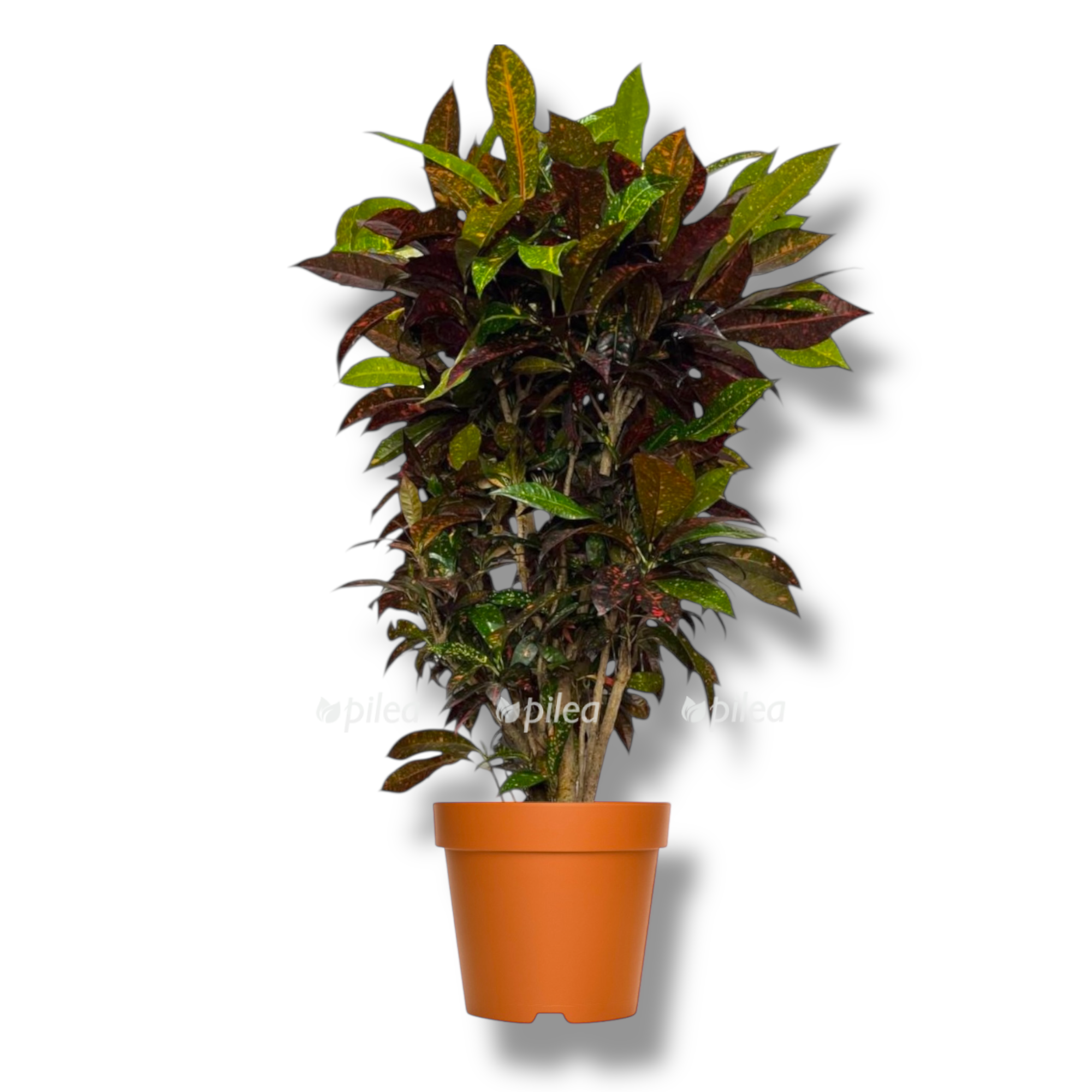 kodieum frekls branch