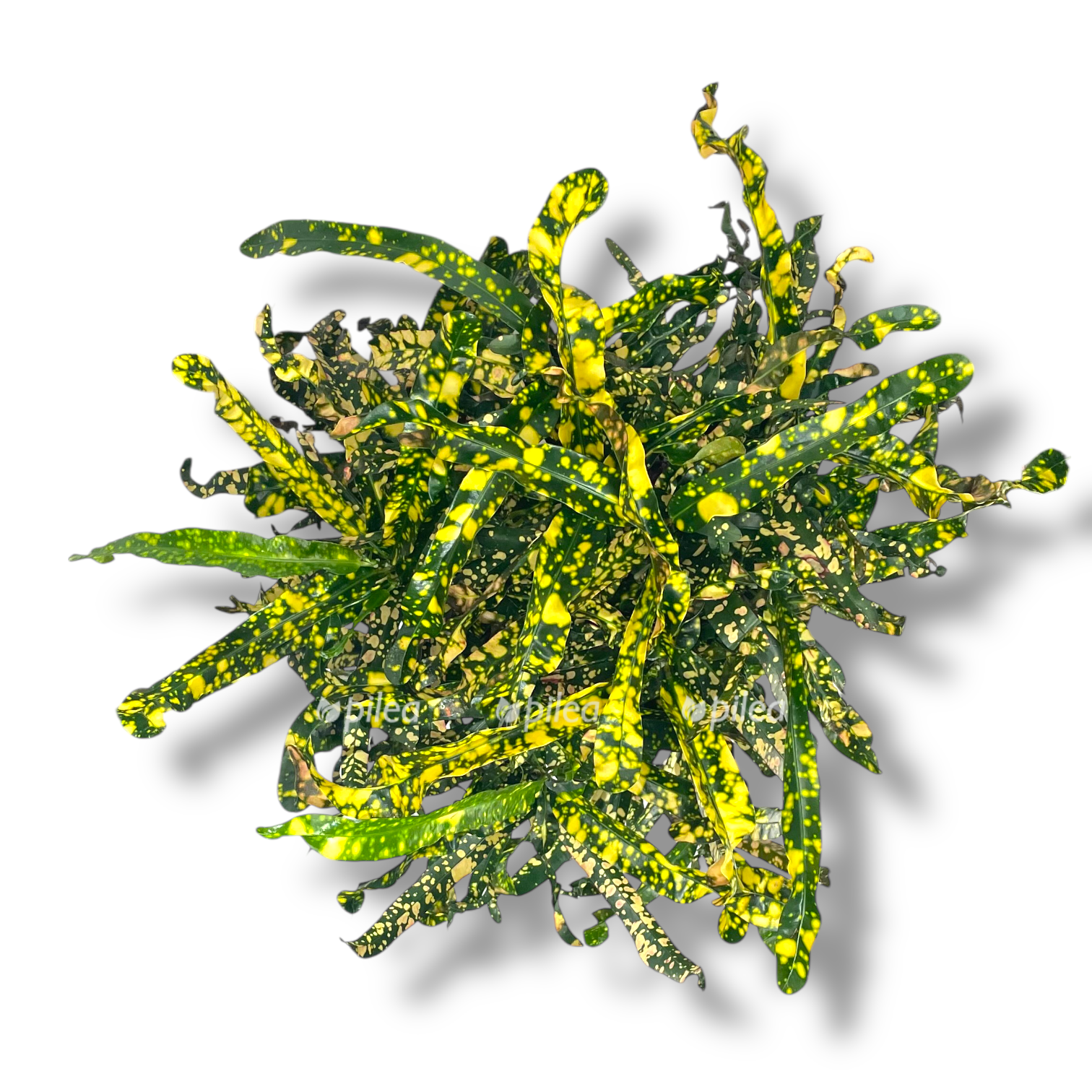 kodieum king of siam