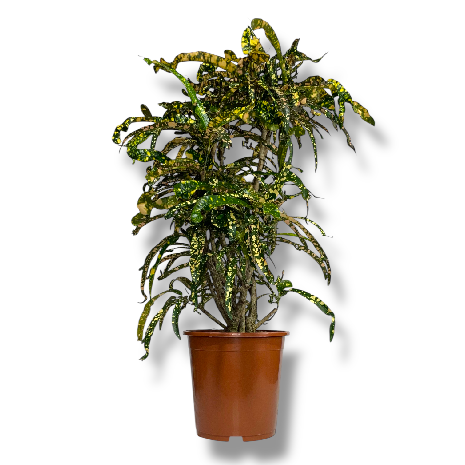 kodieum king of siam 1