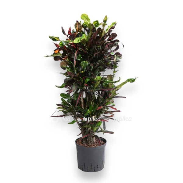 kodieum mammi branch. e1724400905360