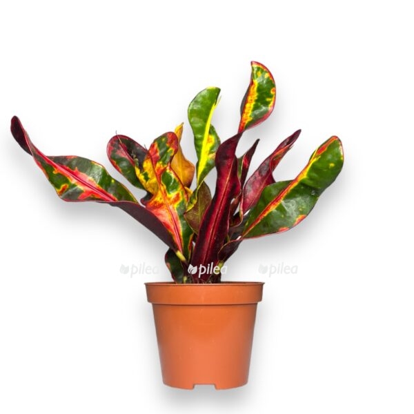 kodieum mammi e1723064919689