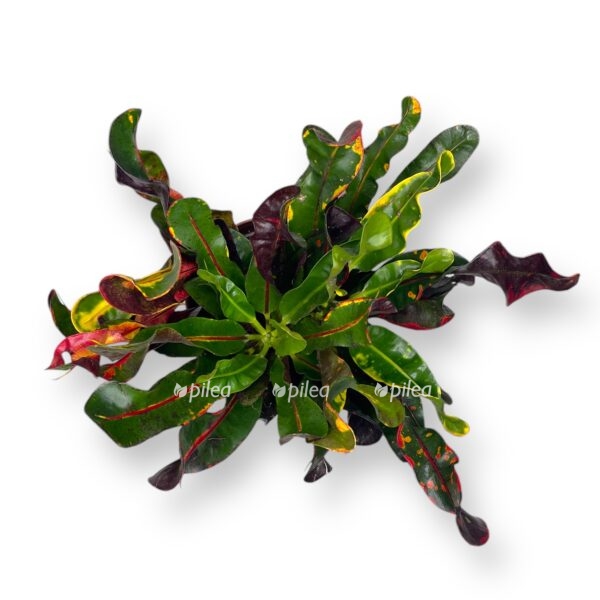 kodieum mammi e1729191111142