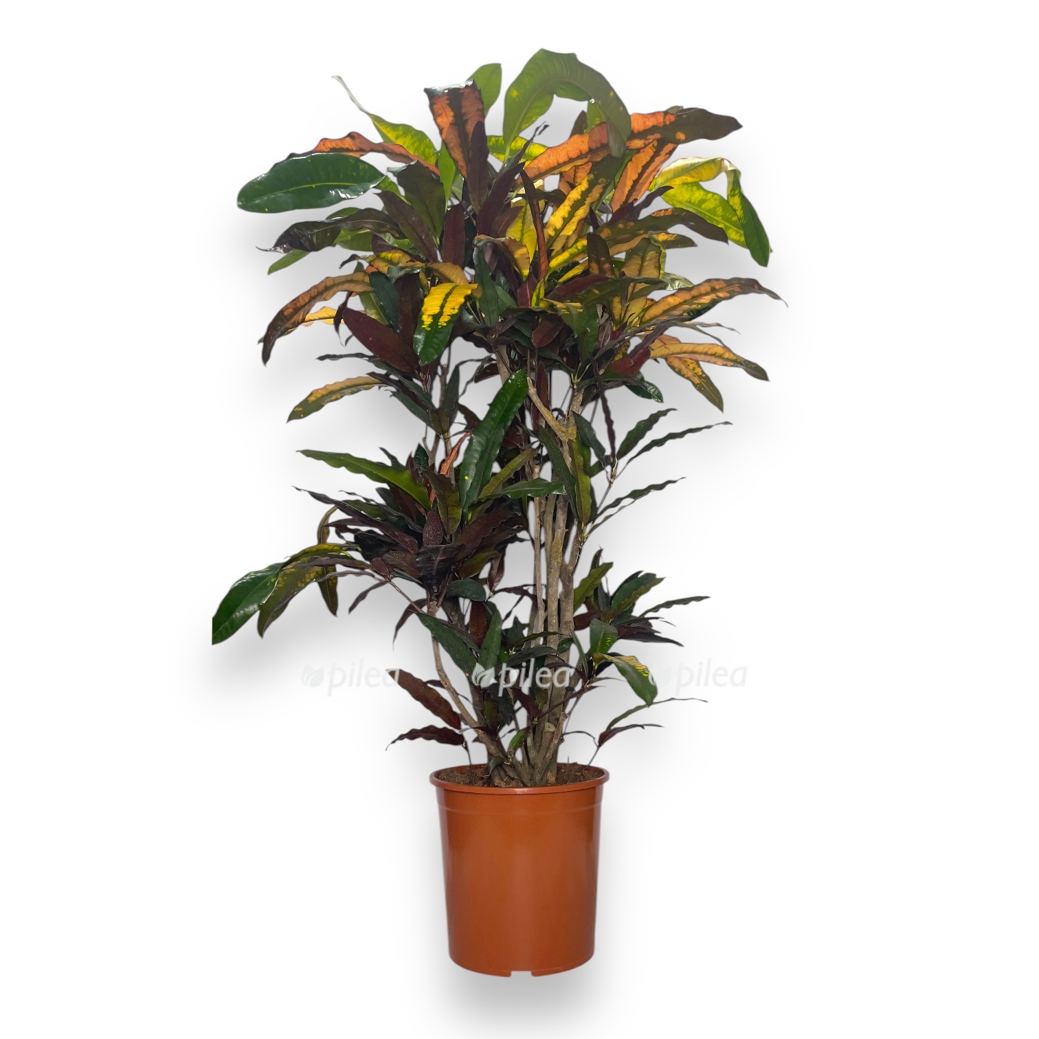 kodieum mango branch