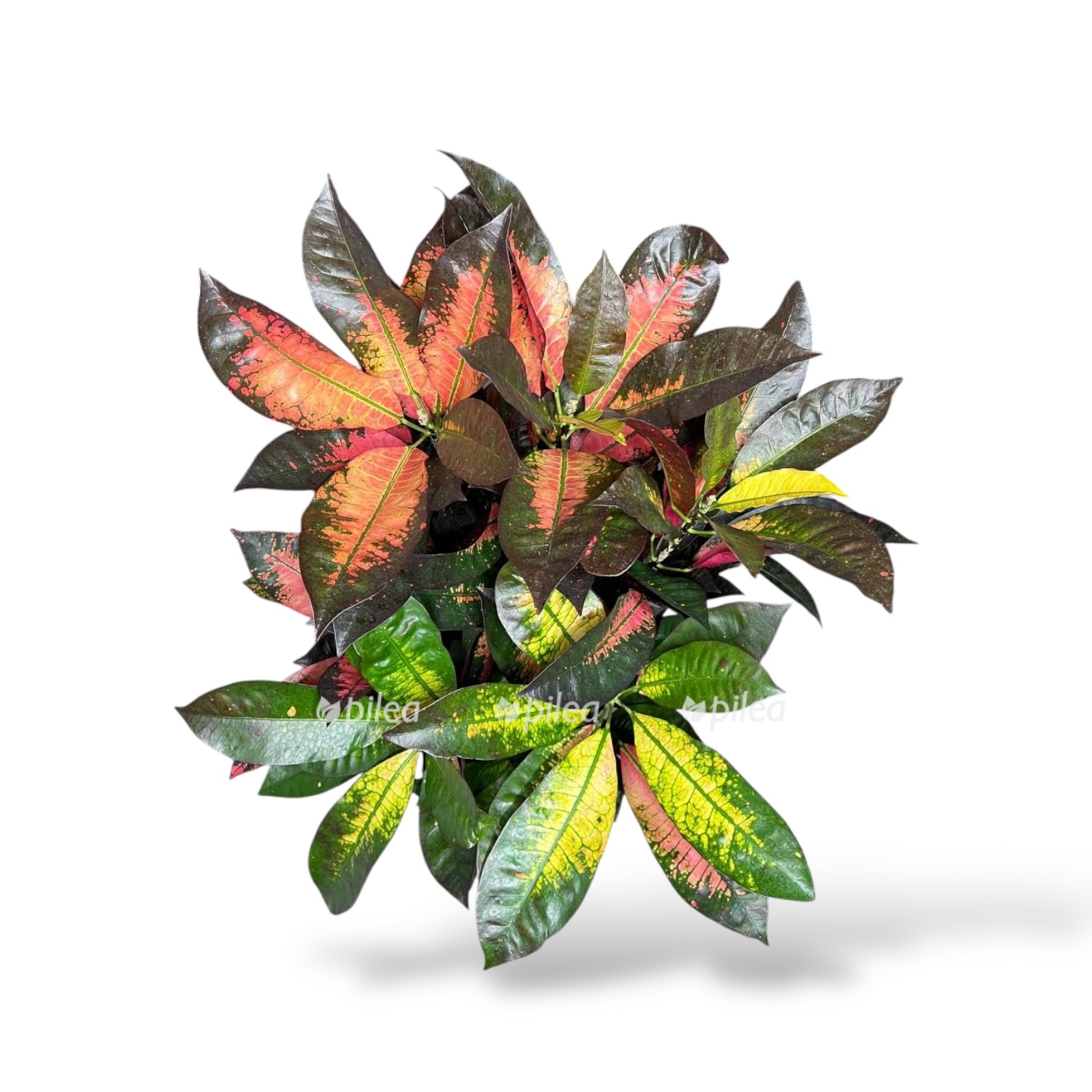 kodieum missis ajston branch