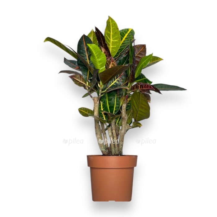 kodieum petra branch d17 sm e1729529421729