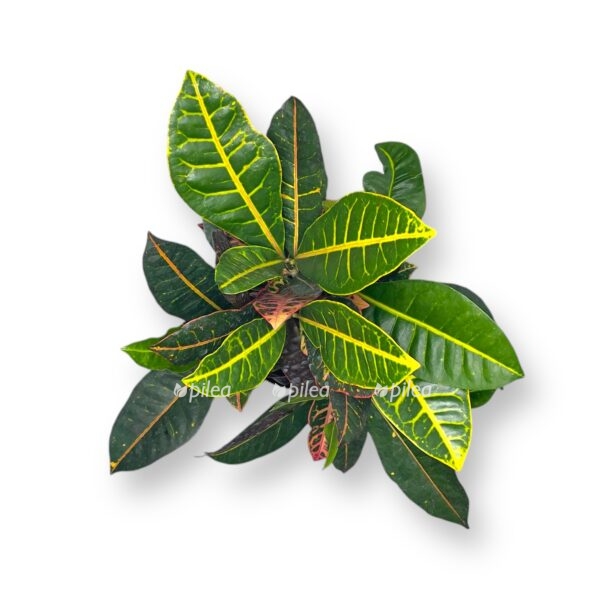 kodieum petra branch d17 sm e1729529430176