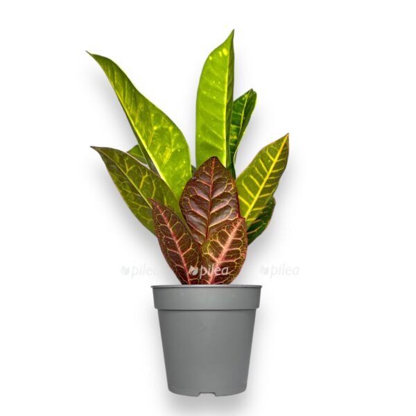 kodieum petra e1722952772993