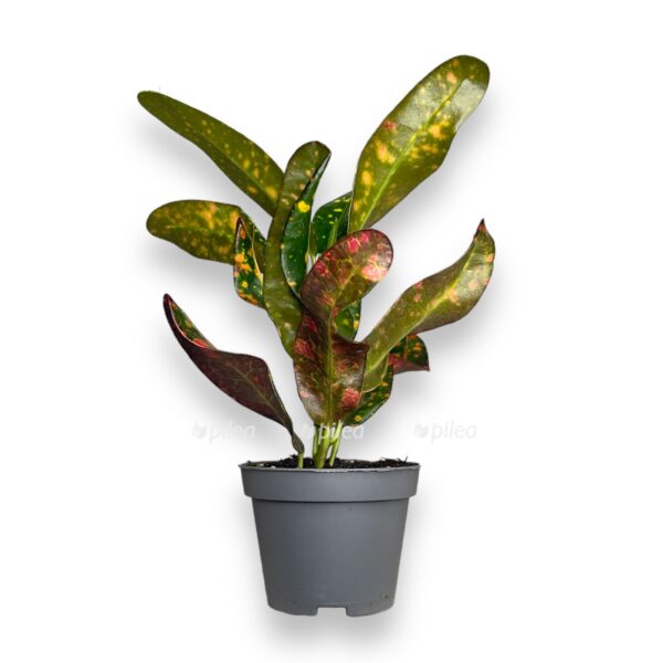 kodieum red batik e1724904853608