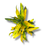 kodieum sanni star