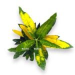 kodieum sanni star e1723481682800