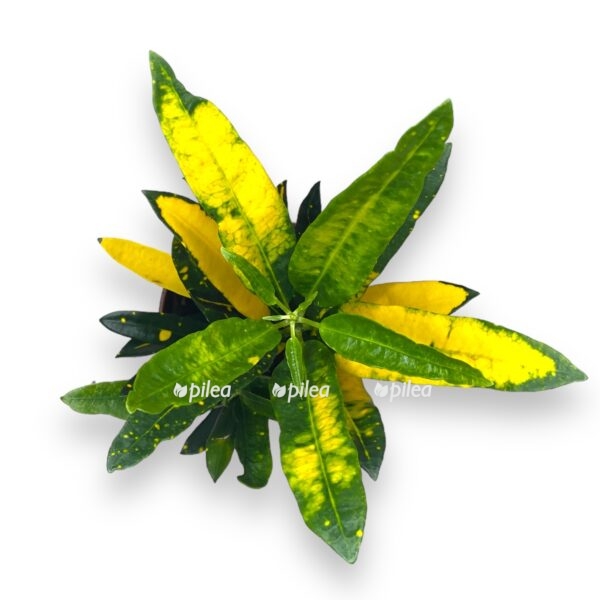 kodieum sanni star e1723481682800