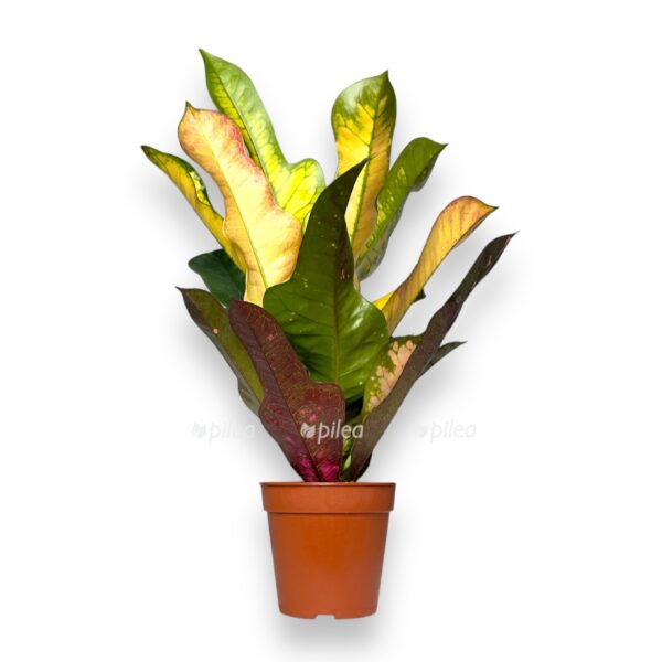 kodieum vilma e1739770548734