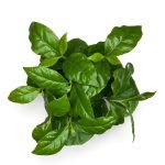 Кофейное Дерево «Кофе Арабика» в чашке купить