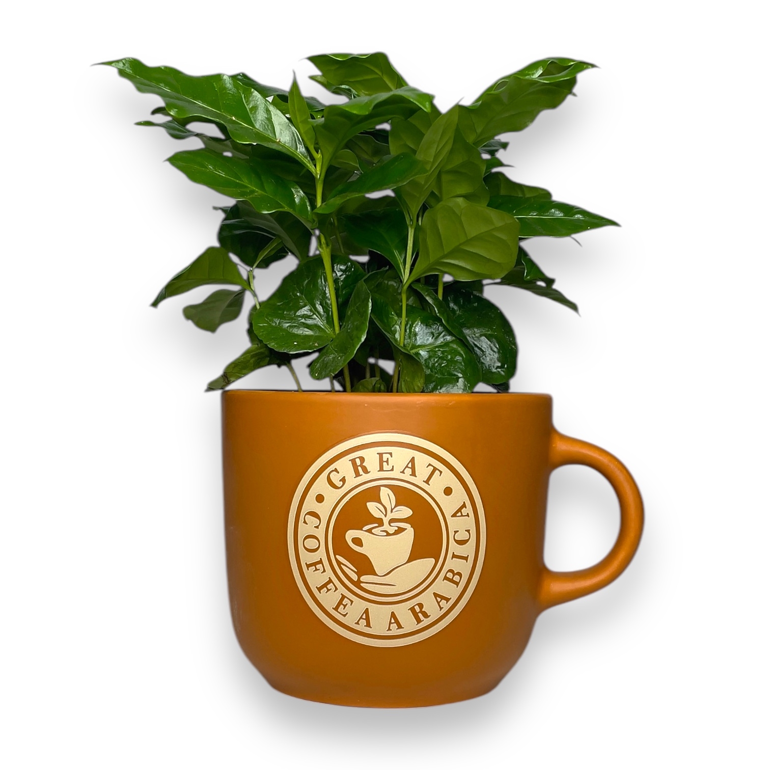 kofejnoe derevo kofe arabika v chashke