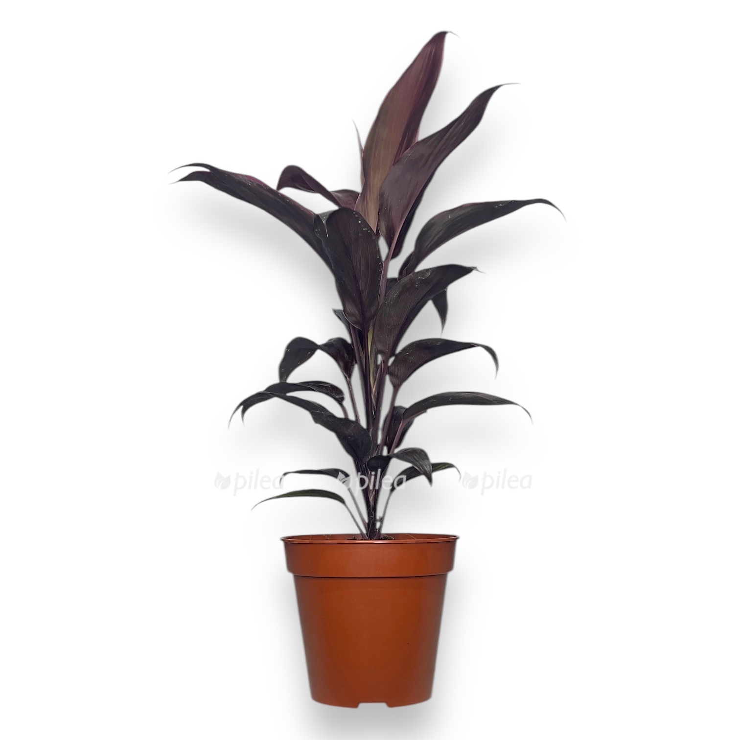 kordilina frutikoza red