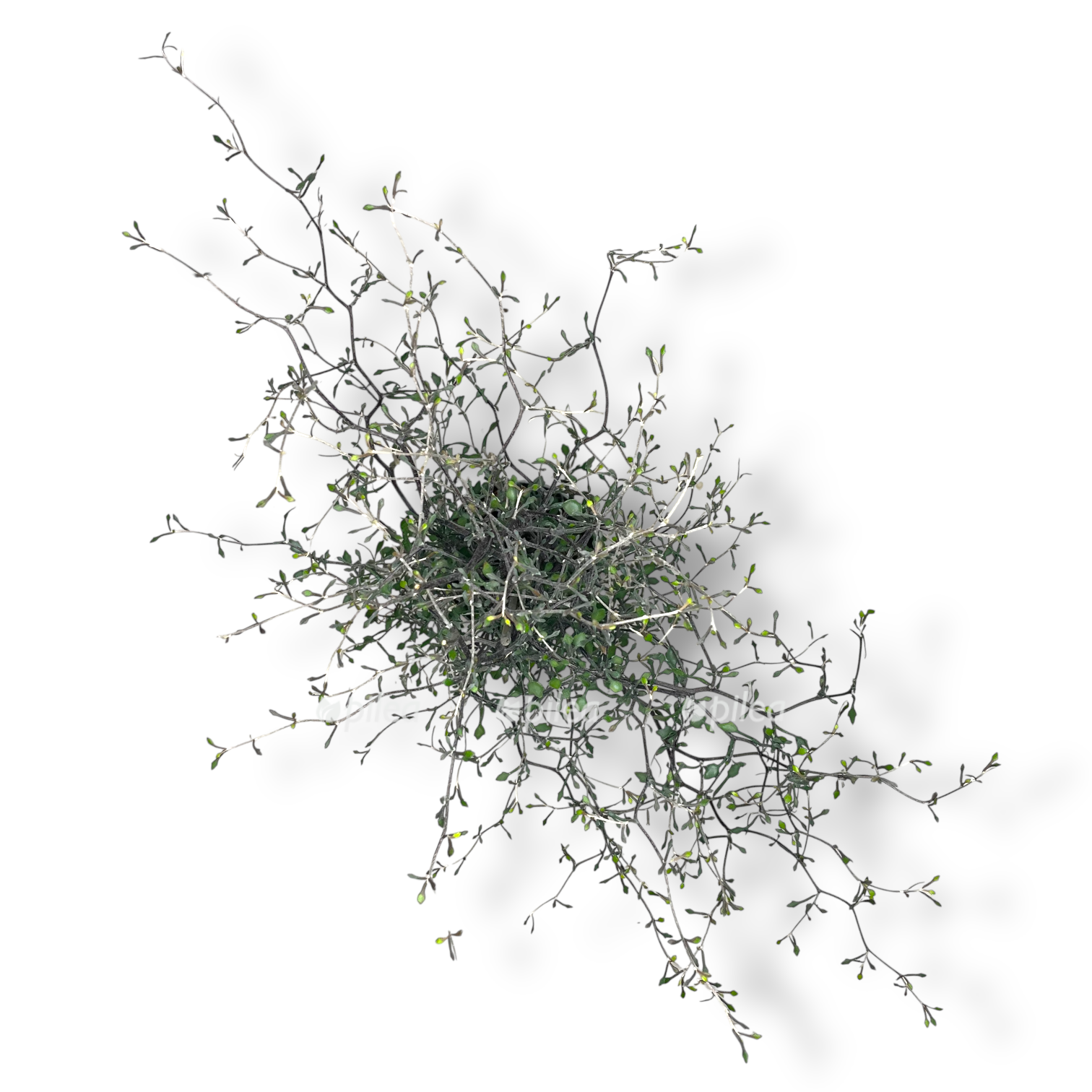 korokiya kotoneaster