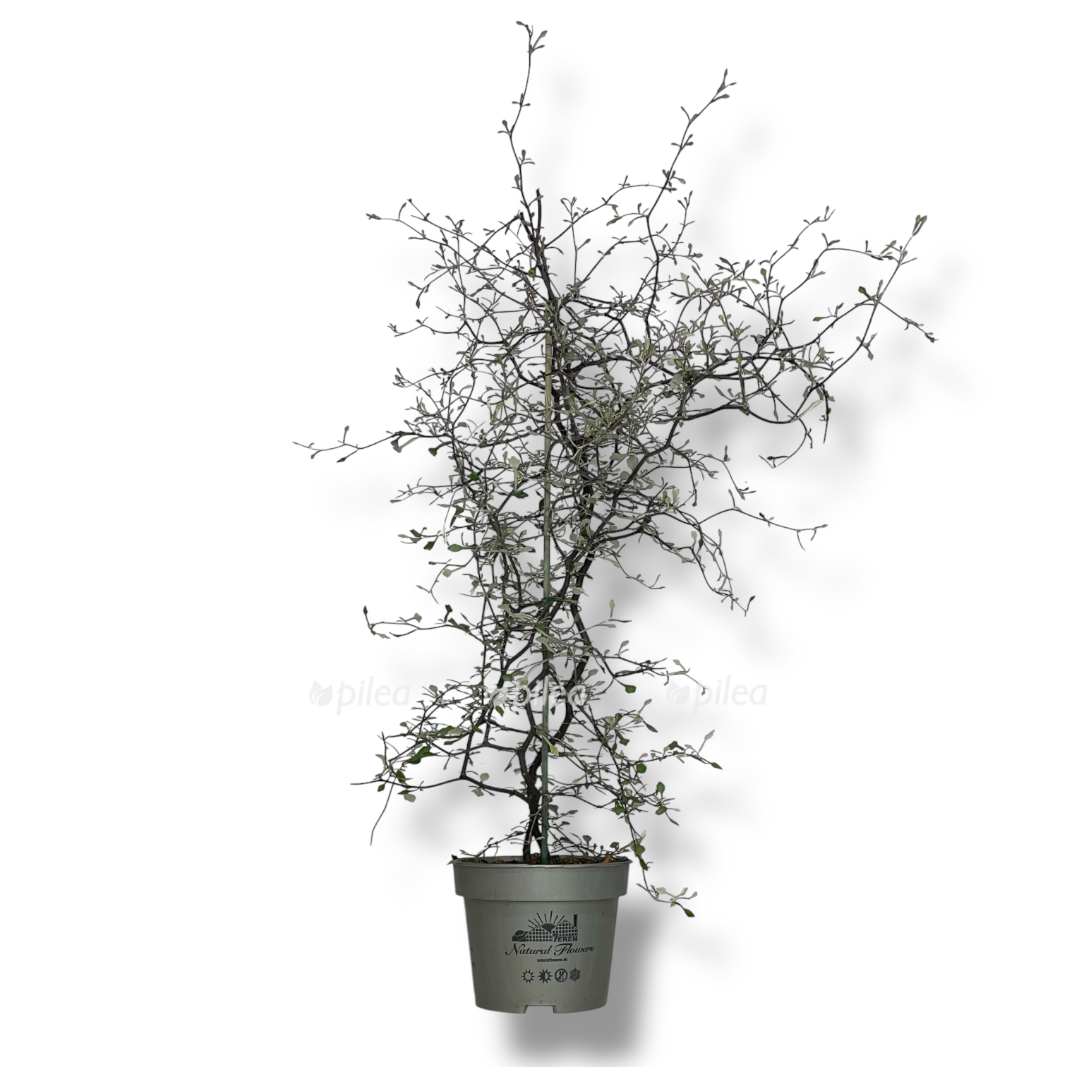 korokiya kotoneaster