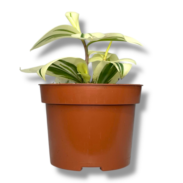 kostus arabikus variegata 1 e1769281936386