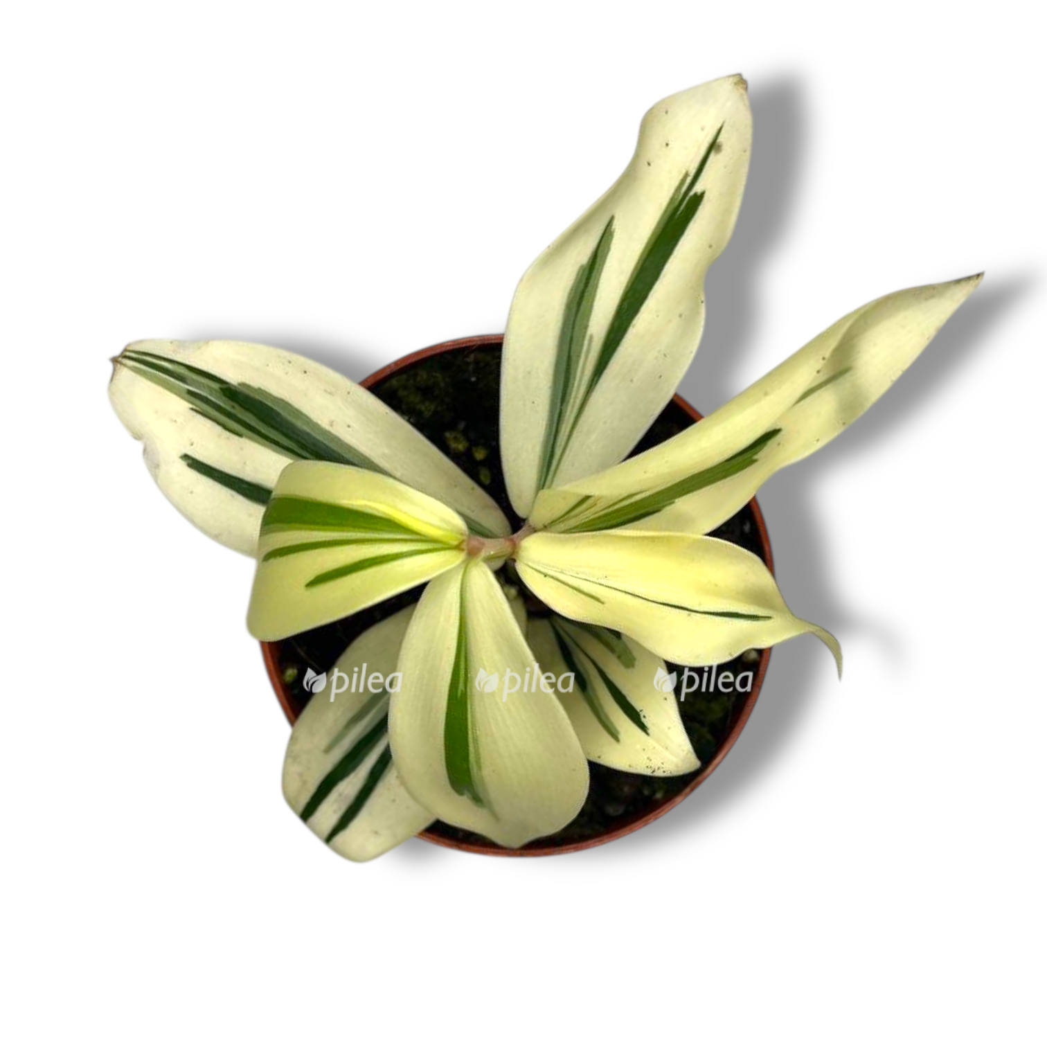 kostus arabikus variegata