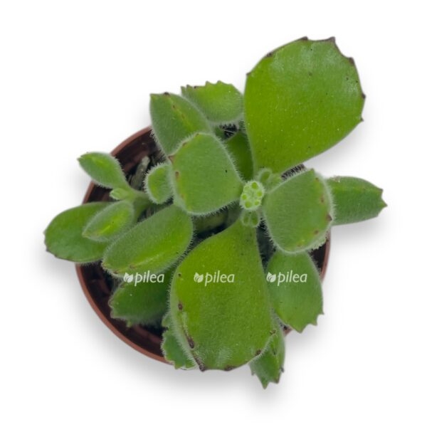 kotiledon ledismitienzis e1729773602818