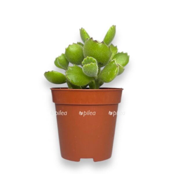 kotiledon ledismitienzis e1729773611757