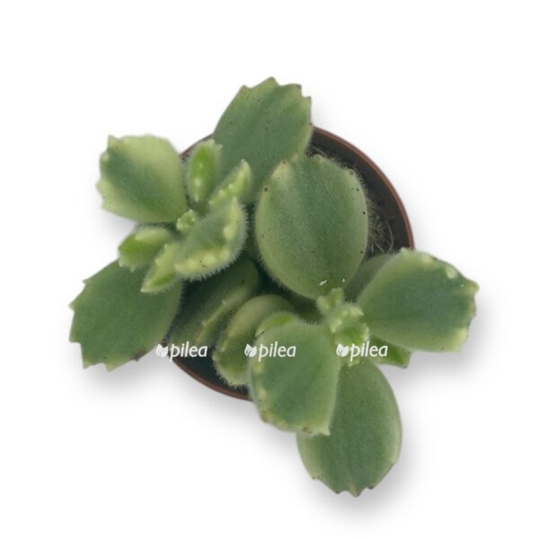 kotiledon ledismitienzis variegata e1729773648620