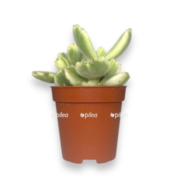 kotiledon ledismitienzis variegata e1729773661794