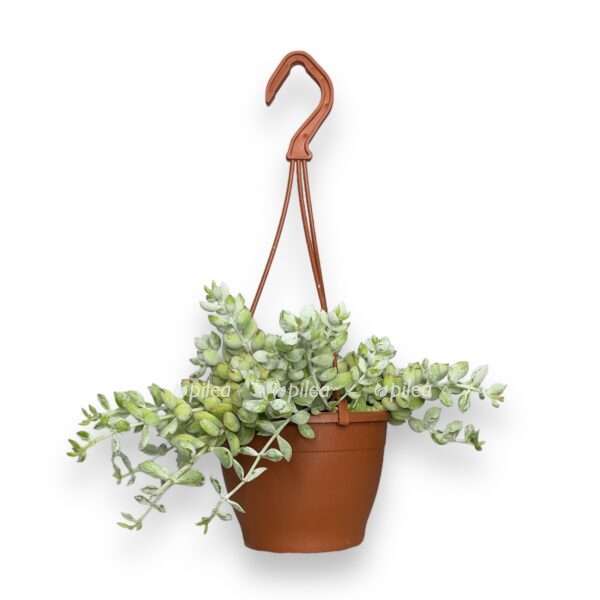 kotiledon pendens e1697100920251