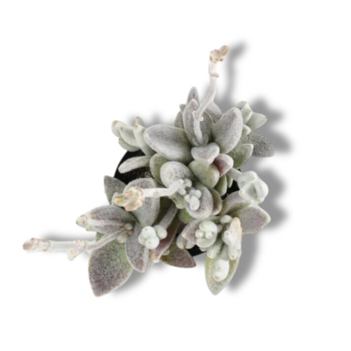 kotiledon uajt panda e1772387627424