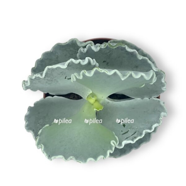 kotiledon undulata e1729773729392