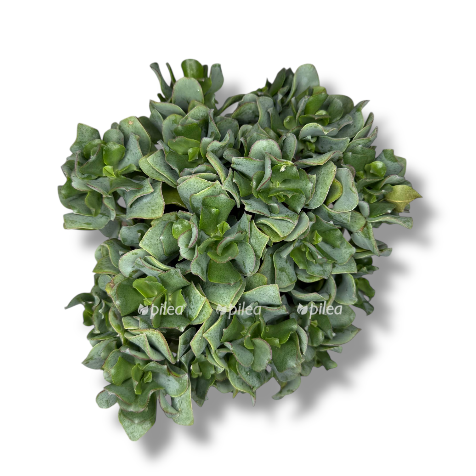 krassula arborescens 1