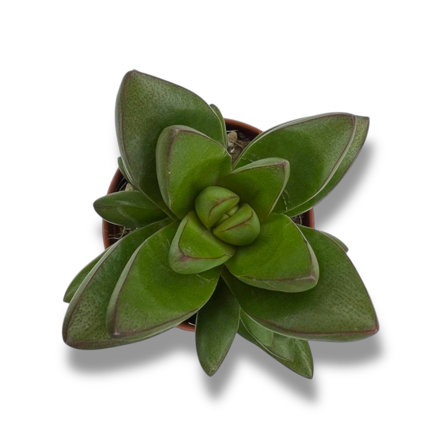 krassula ben