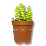 krassula brevifoliya