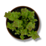 krassula brevifoliya