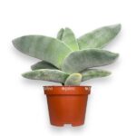 krassula bumerang e1724525877552