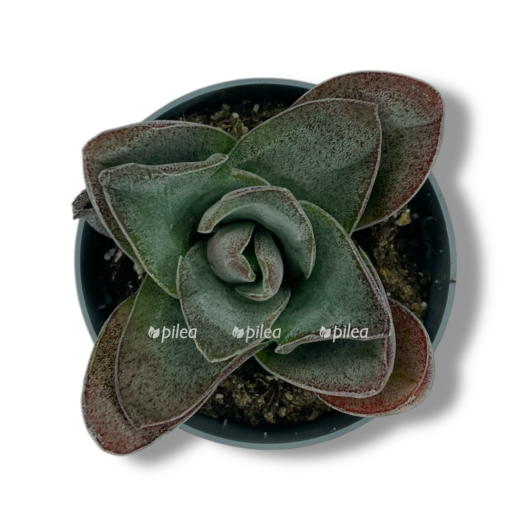 krassula garnet lotus e1769976219702