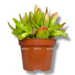 krassula kapitella kempfajr