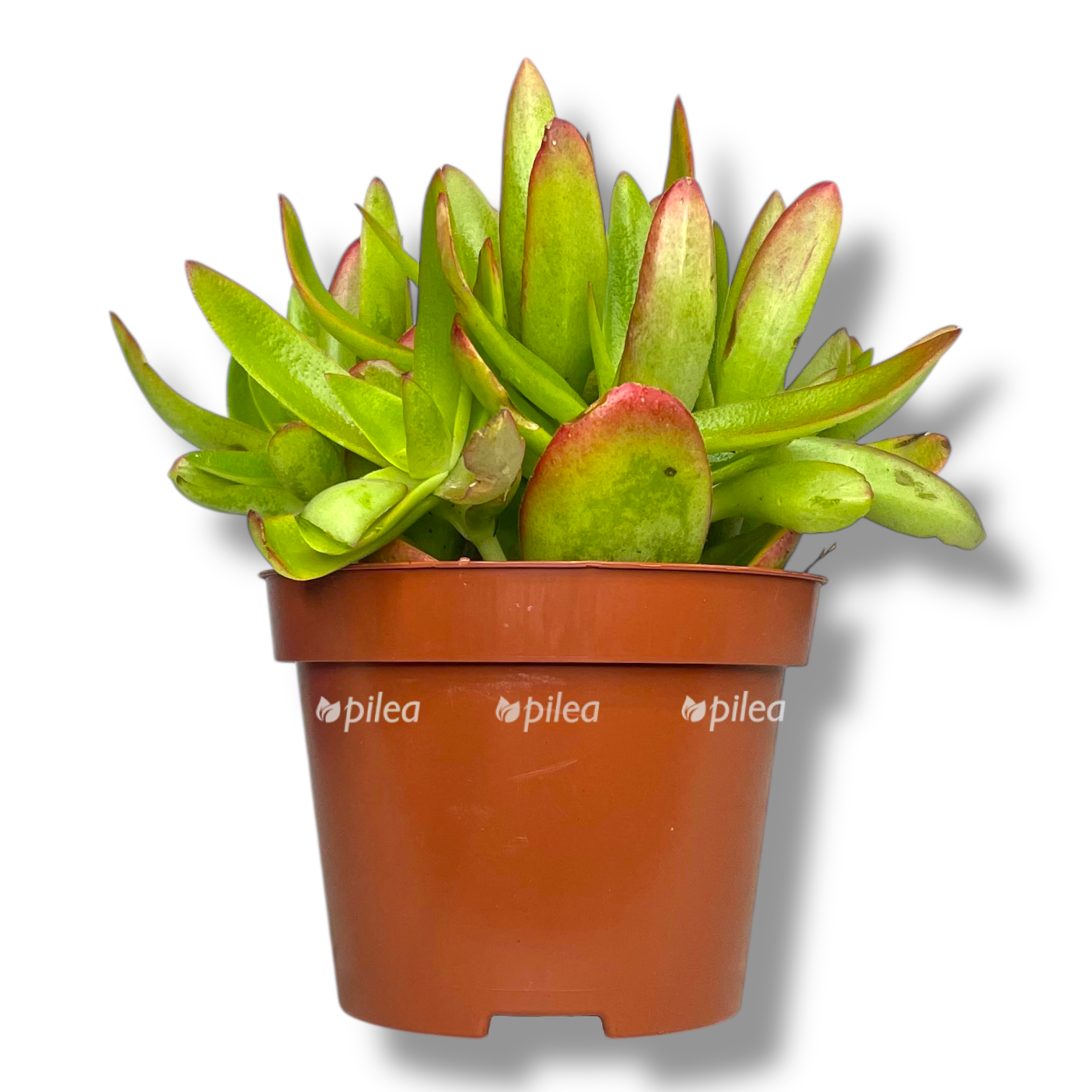 krassula kapitella kempfajr