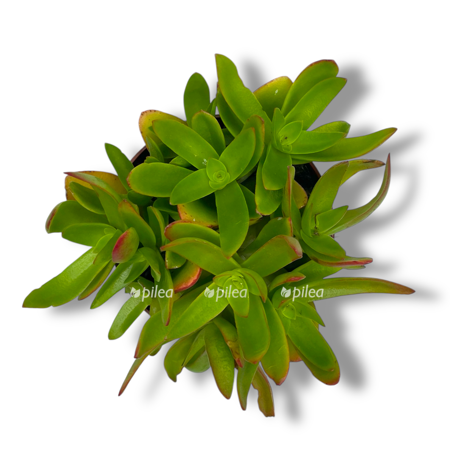 krassula kapitella kempfajr