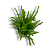 krassula likopodioides