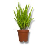 krassula likopodioides e1758284960320