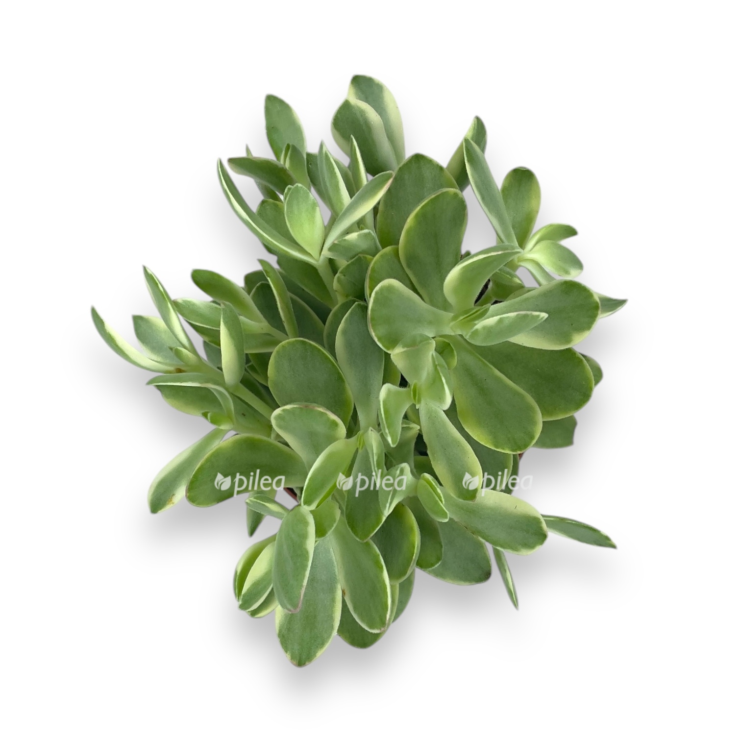 krassula mani mejker variegata