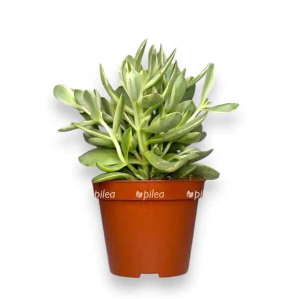 krassula mani mejker variegata e1736451240218