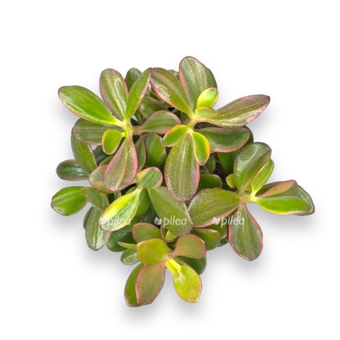 krassula minova medzhik e1707403958550